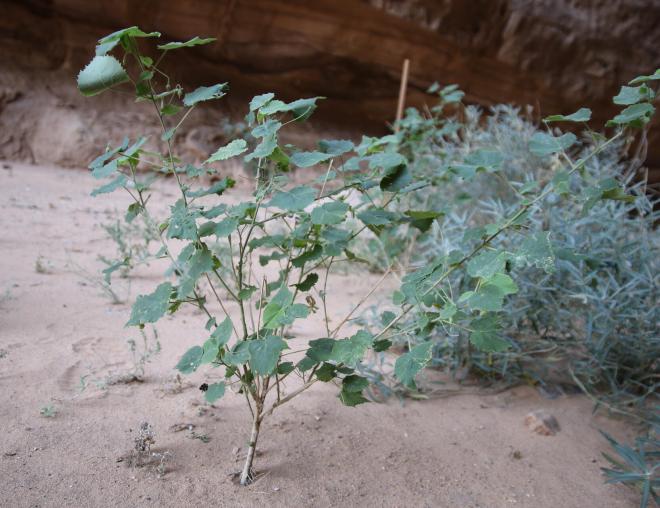 Abutilon fruticosum
