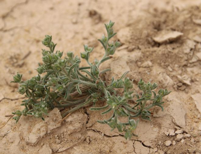 Whole plant