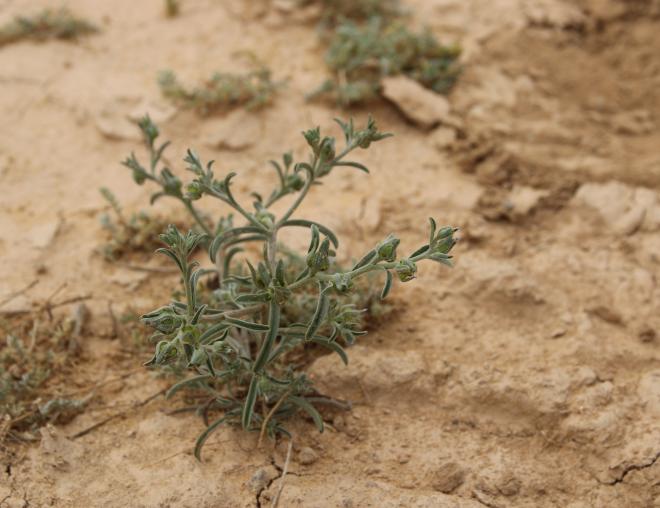 Whole plant