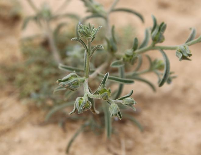 Ogastemma pusillum fruits