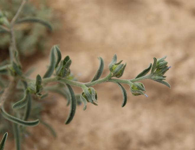 Ogastemma pusillum fruits