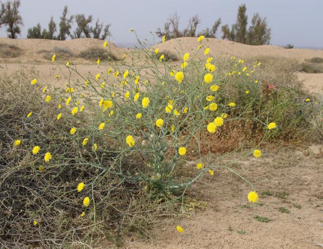 Whole plant