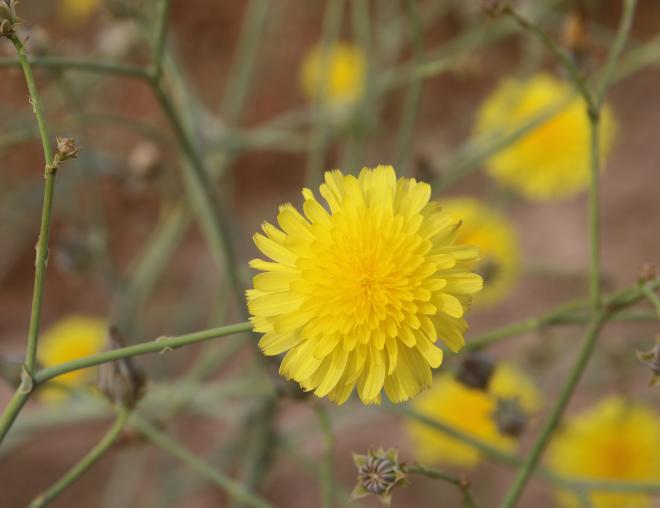 Launaea mucronata flowers