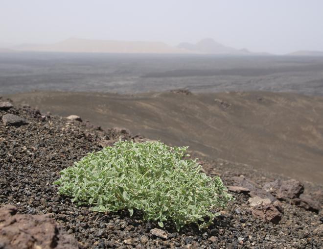 Whole plant on Harrat Khaybar