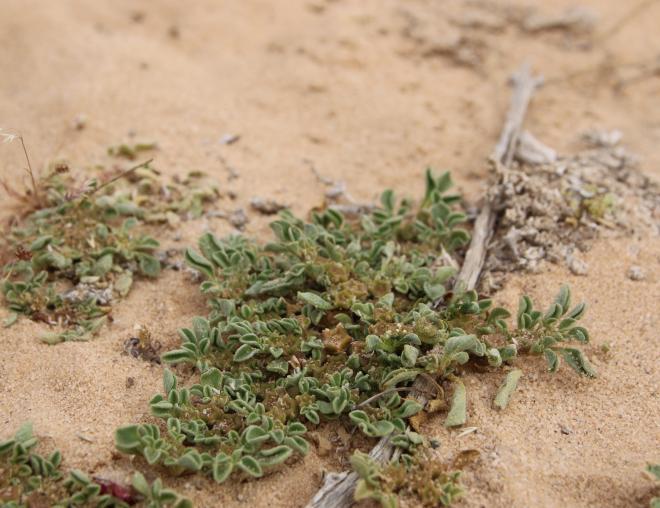 Whole plant