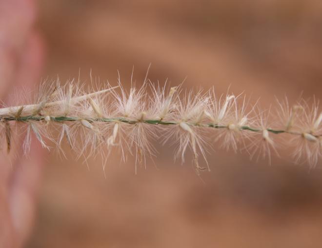 Cenchrus divisus fruit