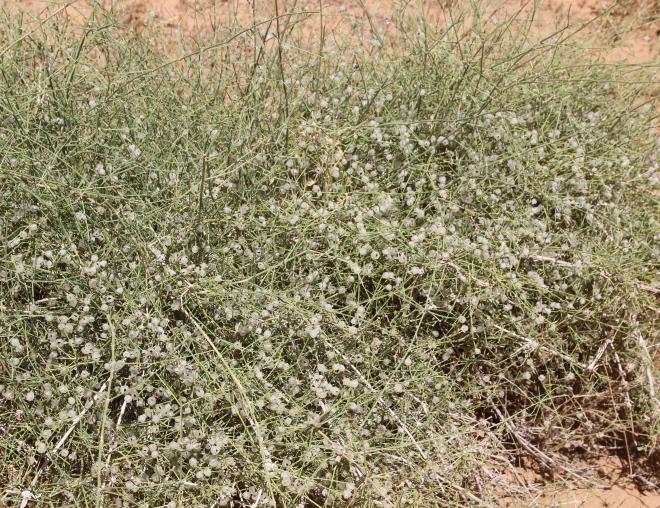 Whole plant