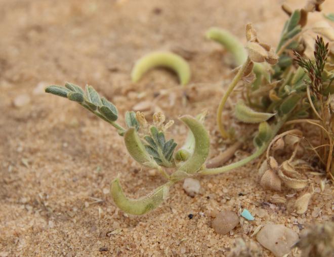 Astragalus eremophilus leaves and fruits