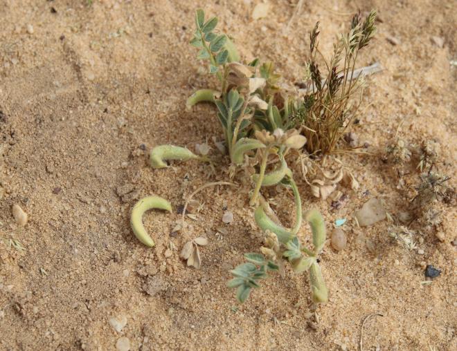 Whole plant