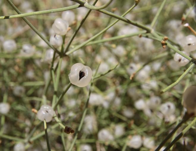 Ephedra ciliata fruits
