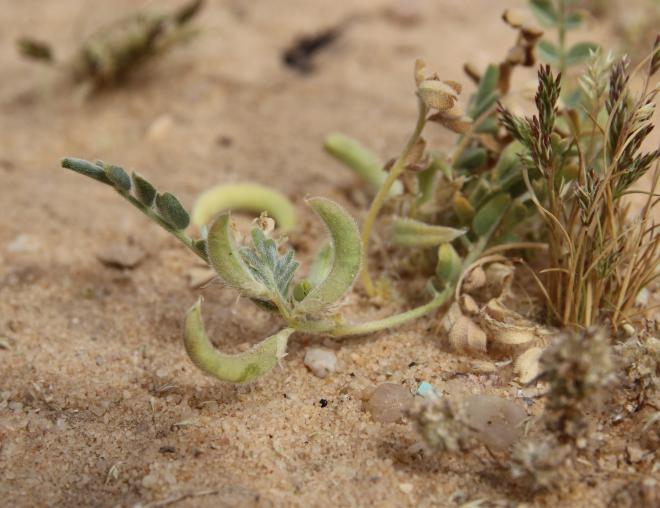 Astragalus eremophilus leaves and fruits
