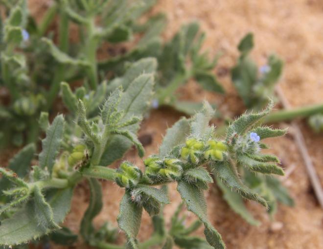 Gastrocotyle hispida flower and fruits