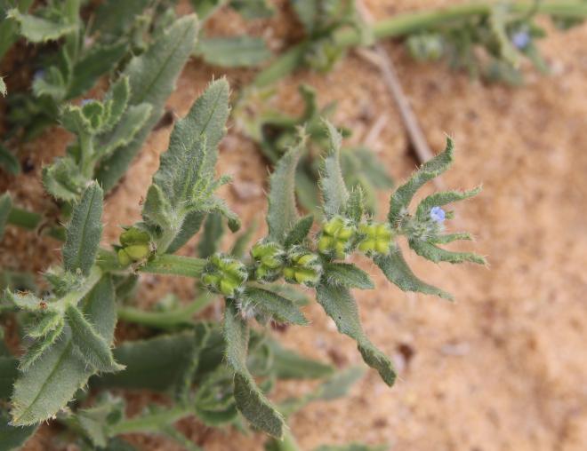 Gastrocotyle hispida flower and fruits