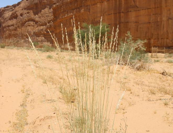 Whole plant