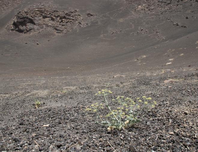 Whole plant