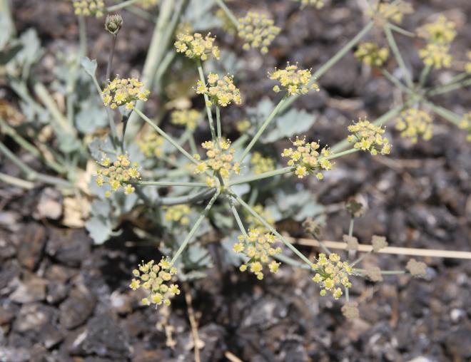 Ducrosia flabellifolia flowers