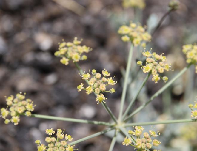 Ducrosia flabellifolia flowers