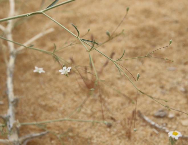 Gypsophila capillaris flower