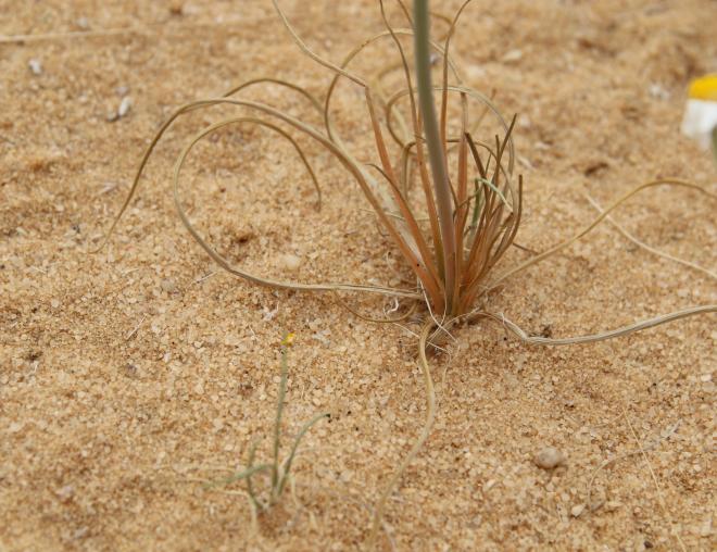 Asphodelus tenuifolius leaves