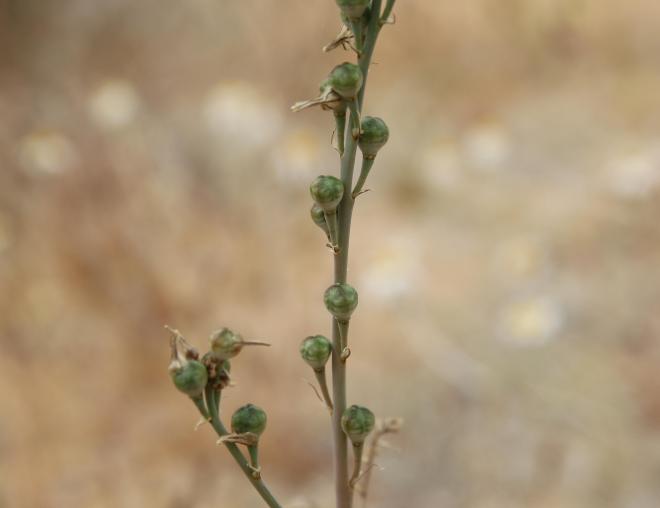 Asphodelus tenuifolius fruits