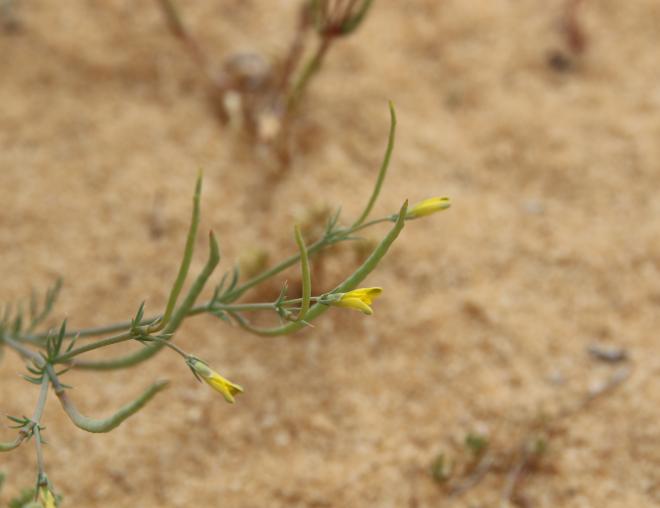 Hypecoum aegyptiacum flowers