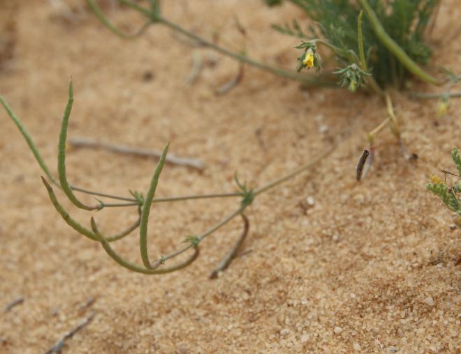 Hypecoum aegyptiacum fruits