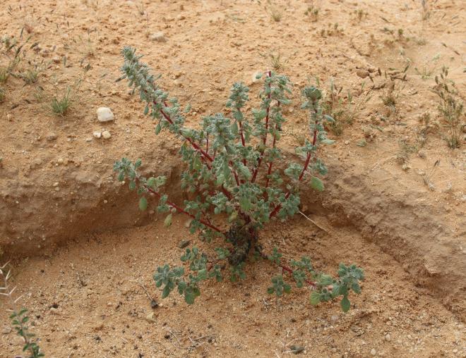 Whole plant