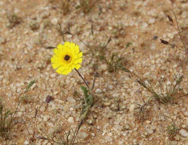 Whole plant