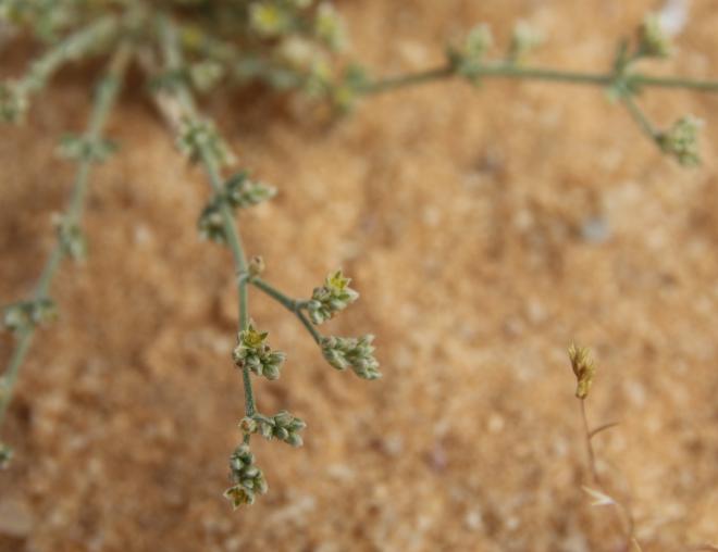 Polycarpaea repens flower