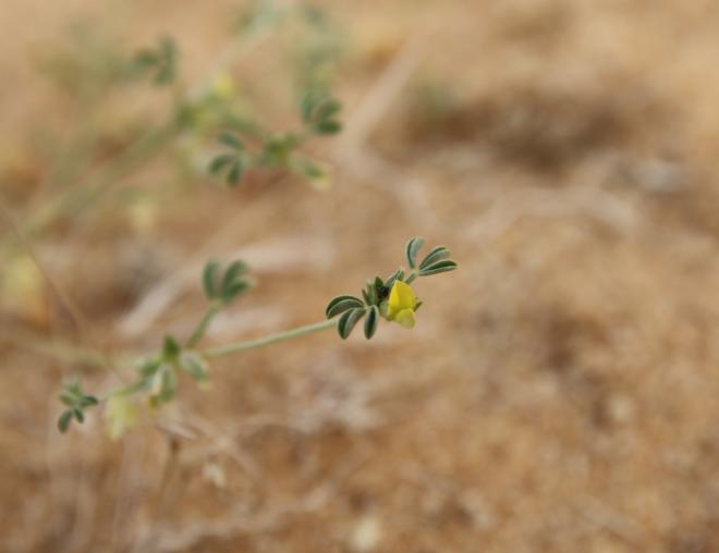 Leobordea platycarpa flower