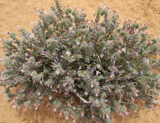 Whole plant