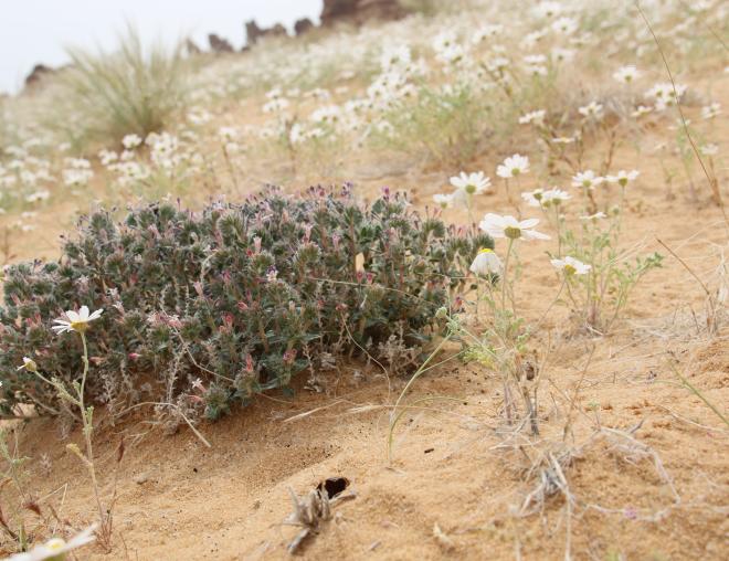 Whole plant