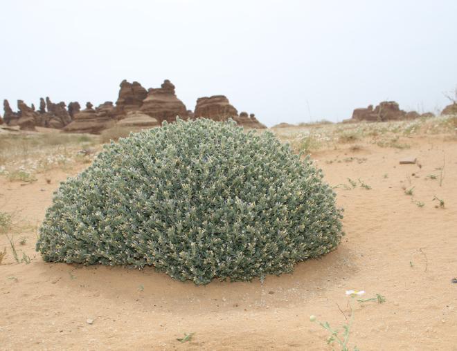 Whole plant
