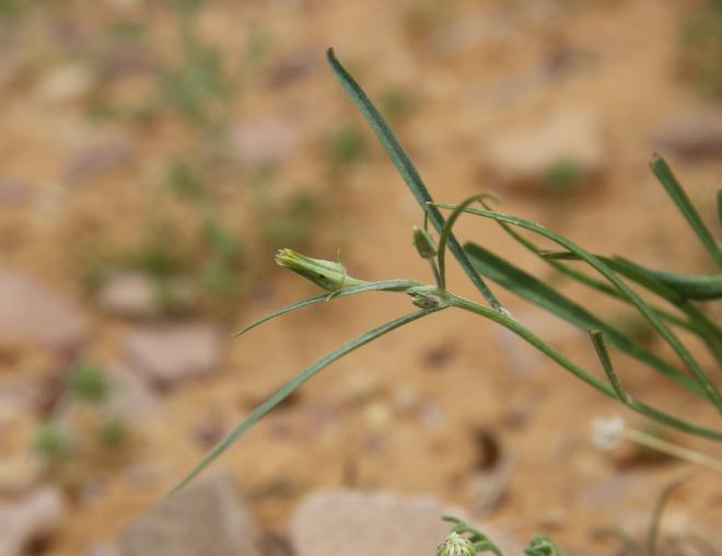 Koelpinia linearis flower