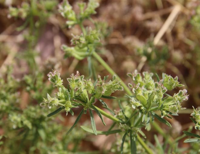Pteranthus dichotomus flowers