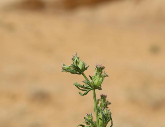 Pteranthus dichotomus flowers