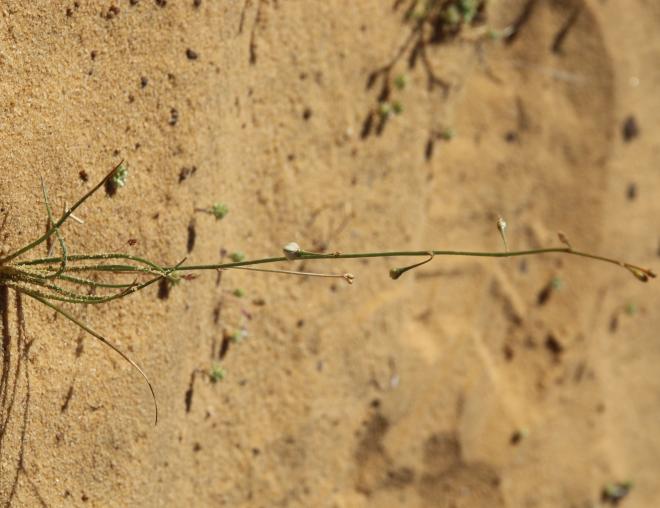 Whole plant
