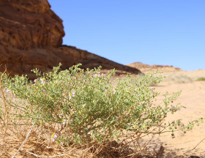 Whole plant