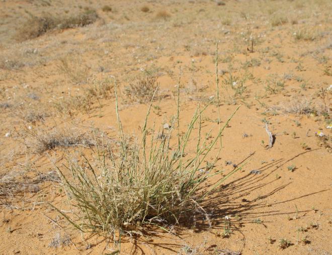 Whole plant
