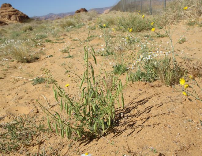 Whole plant