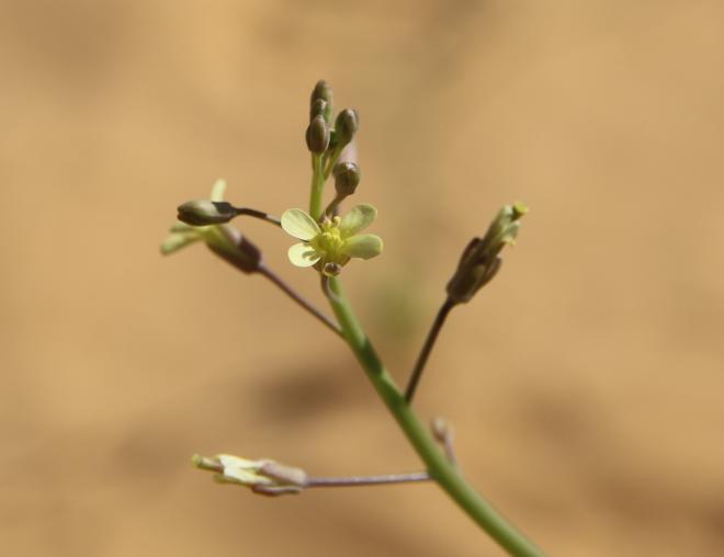 Coincya tournefortii flower