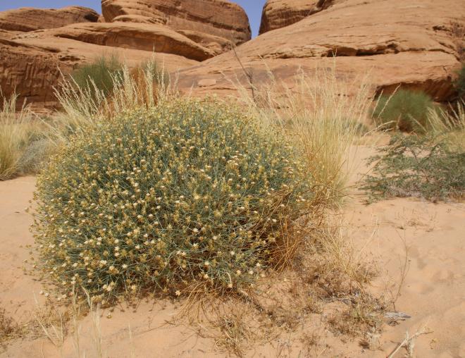 Whole plant