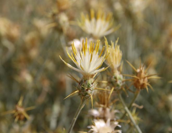 Centaurea scoparia flowers