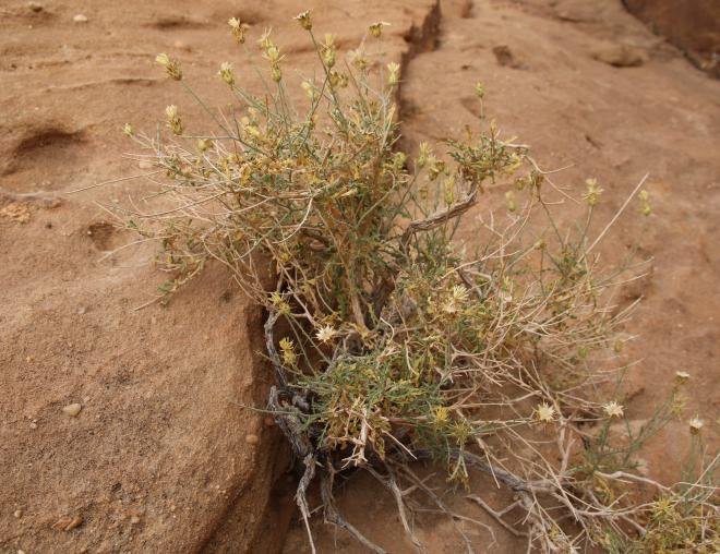 Whole plant