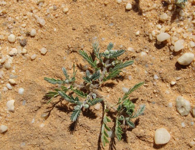 Whole plant