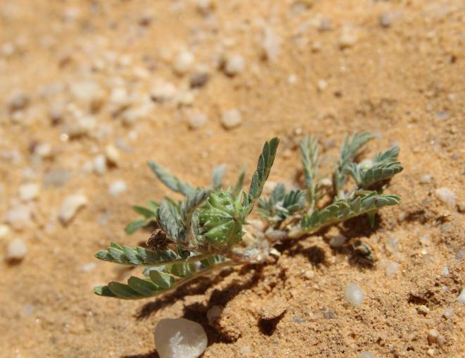 Tribulus terrestris fruit