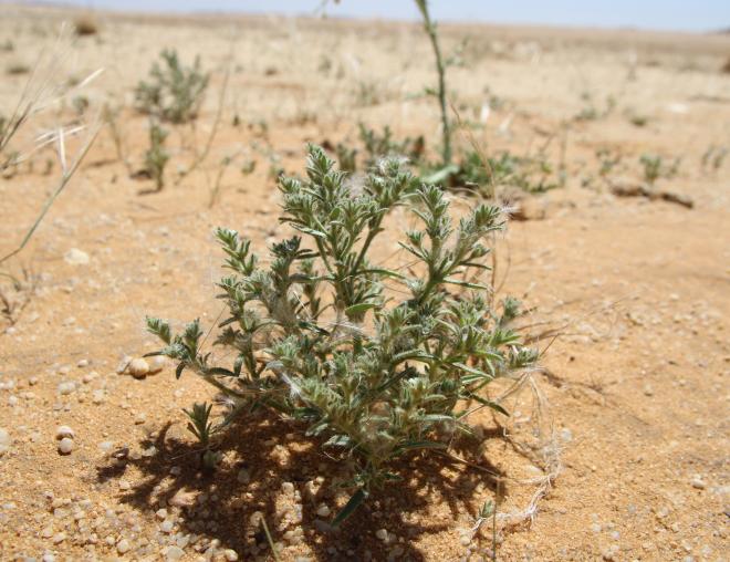Whole plant