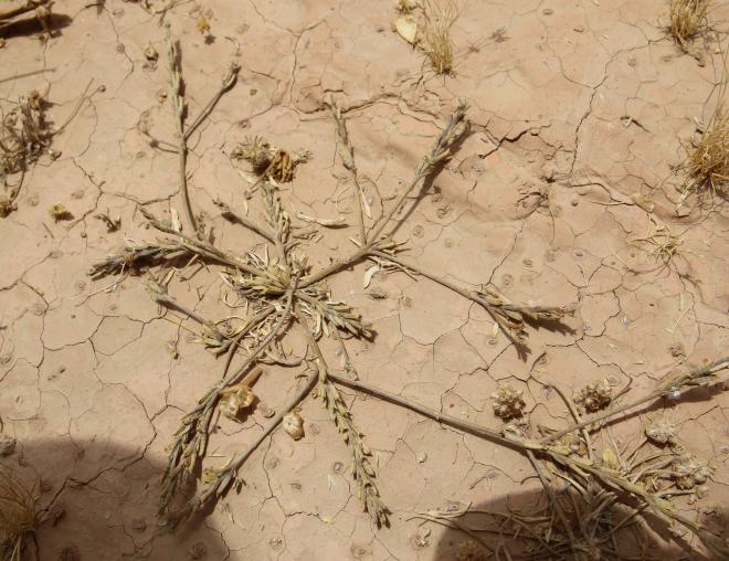 Dried Notoceras bicorne