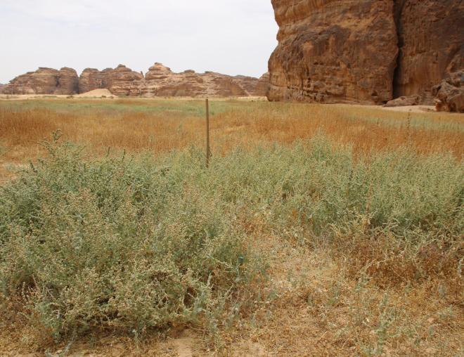 Atriplex turcomanica in an agricultural land