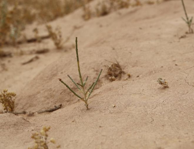 Haloxylon salicornicum seedling